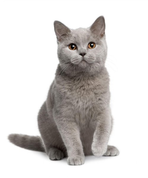 Кот